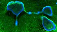 Self-organizing structures formed over time by neurons (green) derived from human pluripotent stem cells.